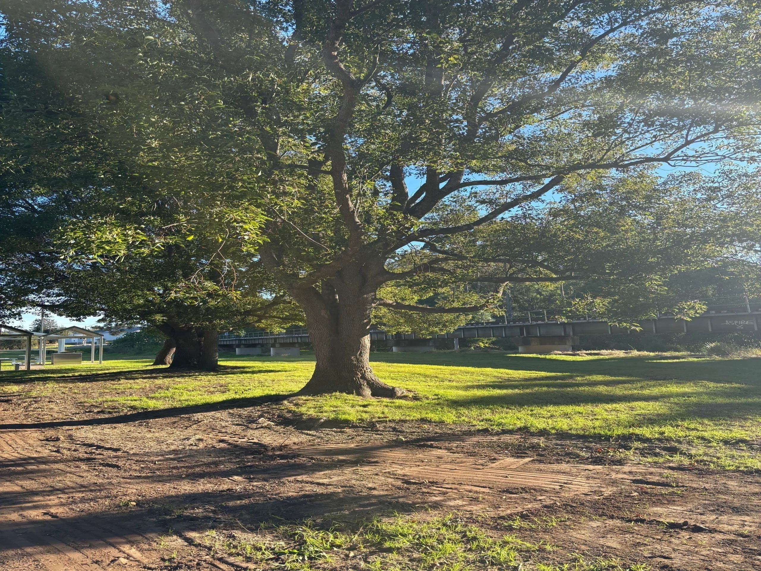 Sunlit tree canopy representing hypnotherapy